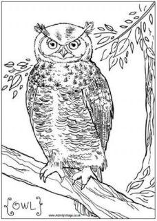 Owl Colouring Pages
