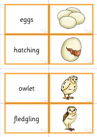Owl Life Cycle Matching Cards