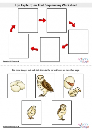 Owl Life Cycle Sequence Worksheet