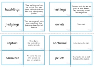 Owl Matching Word Cards