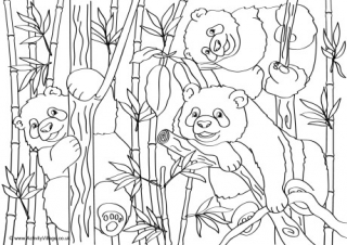 Pandas Scene Colouring Page