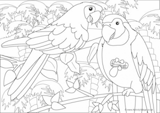Parrots Scene Colouring Page