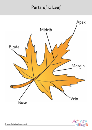 Parts of a Leaf Poster