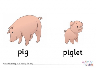Pigs and Piglet Poster