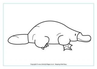 Platypus Colouring Page 2