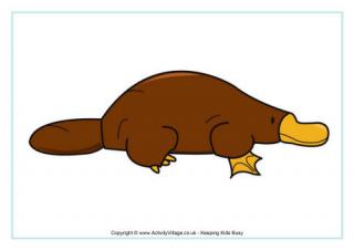 Platypus Poster 2