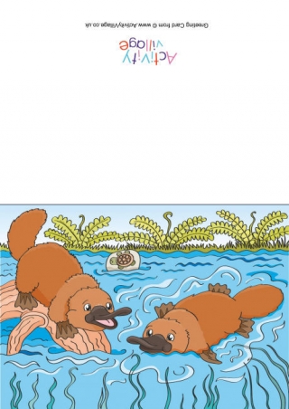 Platypus Scene Card