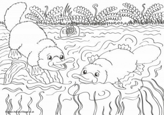 Platypus Scene Colouring Page