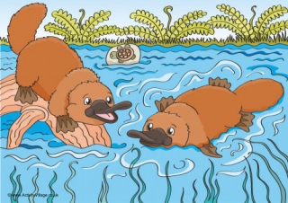 Platypus Scene Poster