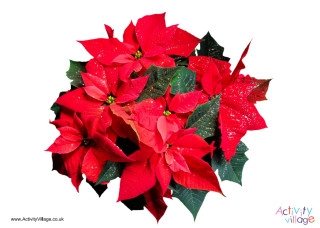 Poinsettias