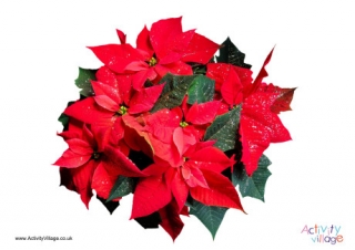 Poinsettia Poster