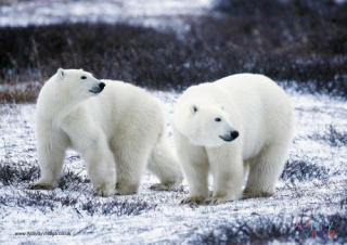 Polar Bears Poster