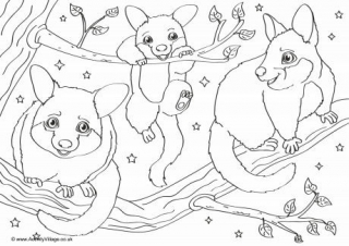 Possum Scene Colouring Page