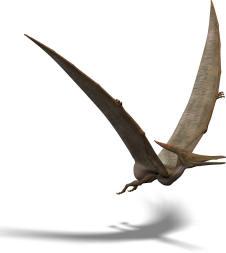 Pteranodon Printables for Kids