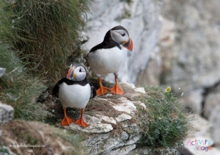 Puffin Poster 2