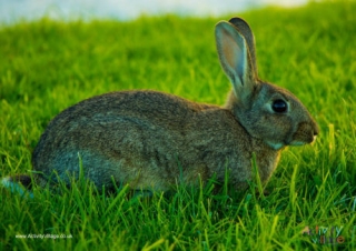 Rabbit Poster 2