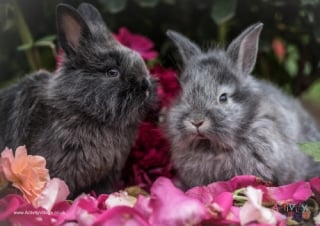 Rabbit Poster 4