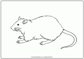 Rat Colouring Page