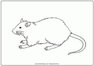 Rat Colouring Pages