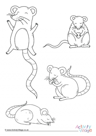 Rats Colouring Page