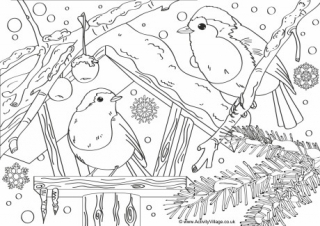 Robin Colouring Pages Robin Colouring Pages