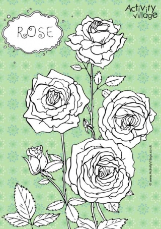 Rose Colouring Page 2