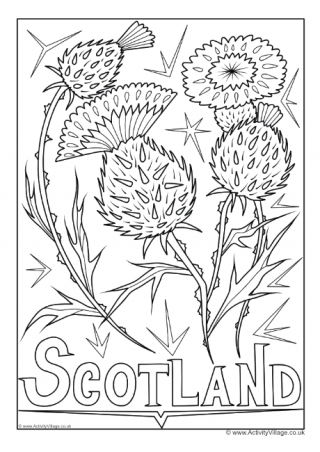Scotland National Flower Colouring Page