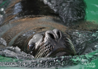 Sea Lion Poster 2