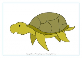 Sea Turtle Poster