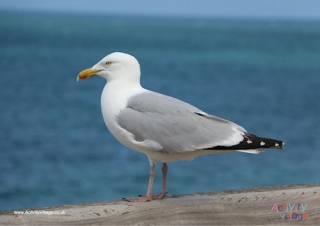 Seagull Poster