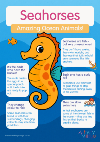 Seahorses Poster