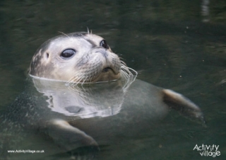 Seal Poster 2
