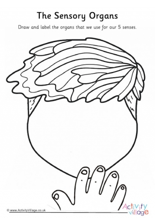 Sensory Organs Labelling Worksheet
