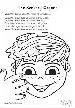 Sensory Organs Worksheet