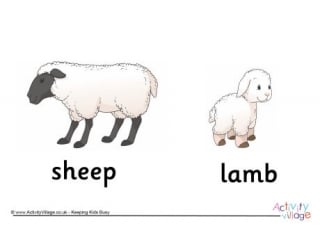 Sheep and Lamb Poster