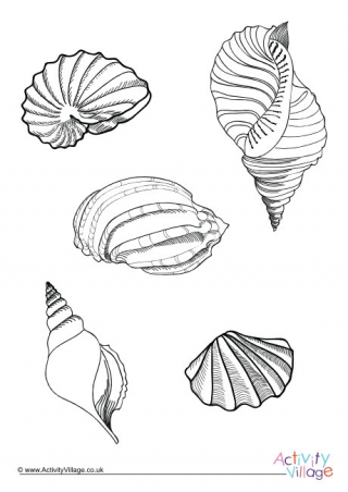 Shell Colouring Page 2