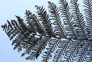 New Zealand Silver Fern and Koru