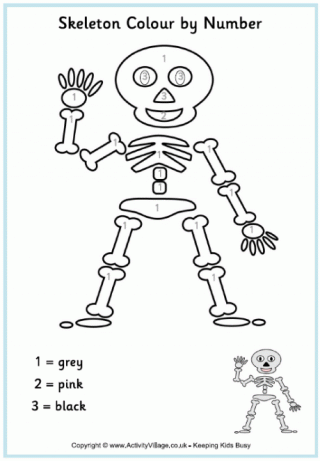 Skeleton Colour by Number