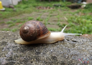 Snail Poster 2