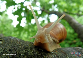 Snail Poster 3