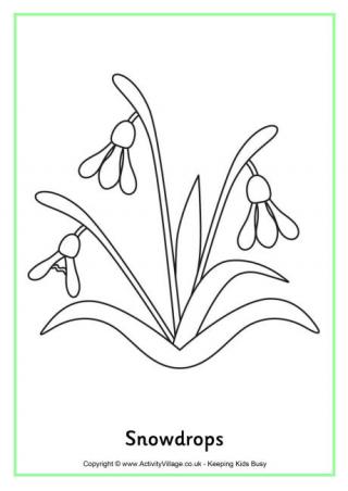 Snowdrops Colouring Page