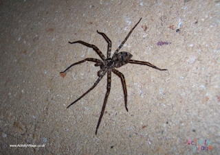 Spider Poster 2