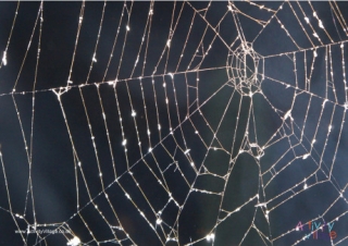 Spiders Web Poster