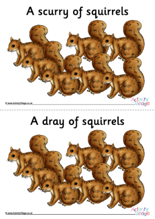 Squirrel Collective Noun Posters