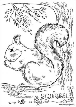Squirrel Colouring Page