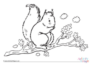 Squirrel Colouring Page 11