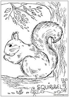 Squirrel Colouring Pages