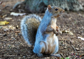 Squirrel Poster 2