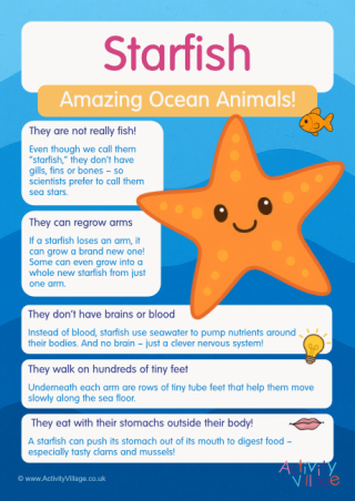 Starfish Poster