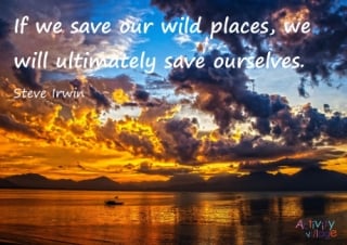 Steve Irwin Quote Poster